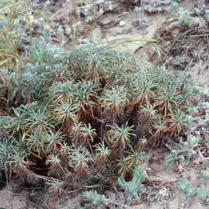 Erysium insulare, West end of Cuyler Harbor, San MIguel Island