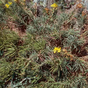 Erysium insulare, Cuyler Harbor, San Miguel Island