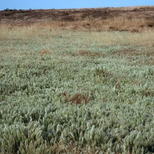Polypogon monspeliensis, near airfield, along trail to Cardwell Point, San Miguel Island