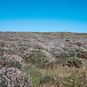 Lupinus albifrons, just North of ranch, San Miguel Island