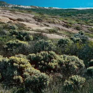 Castilleja hololeuca, just West of Cardwell Point, San Miguel Island