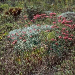 Eriogonum grande rubescens, Cañada Del Mar, San Miguel Island