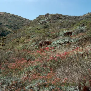 Eriogonum grande rubescens, Cañada Del Mar, San Miguel Island