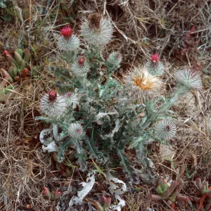 Cirsium, East side of Green Mountain, San Miguel Island