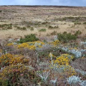 Eriophyllum, etc., trail to Cardwell Point, San Miguel Island