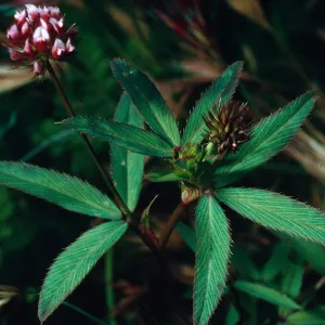 Trifolium palmeri, SN-1087, Northeast coastal flats, San Nicolas Island