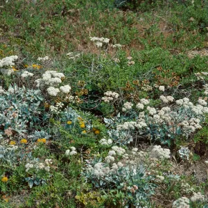 Eriogonum grande timorum, East of Dutch Harbor, San Nicolas Island