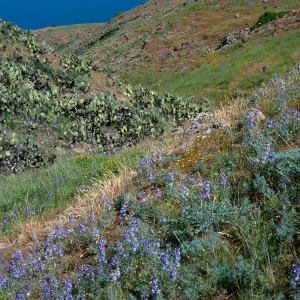 Delphinium variegatum thornei, South of Mosquito