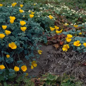 Eschscholzia californica, West side of Carrington peninsula, Santa Rosa Island