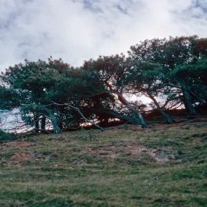 Torrey Pines, Santa Rosa Island