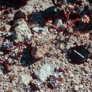 Dudleya greenei F. nana, East Point, Santa Rosa Island