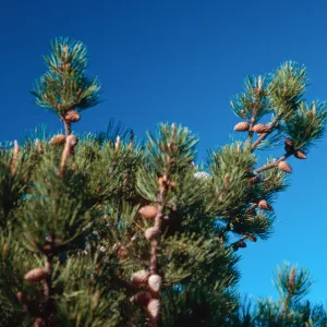 Pinus remorata, ridge North of Black Mountain, Santa Rosa Island