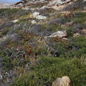 Adenostoma, Mimulus flemingii, etc., South Point Road, Santa Rosa Island