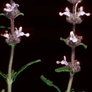 Salvia brandegeei, East of Johnsons Lee, Santa Rosa Island