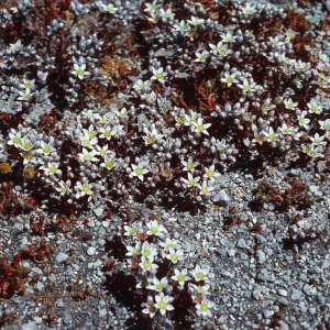 Dudleya blochmaniae insularis, Santa Rosa Island