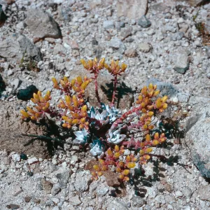 Dudleya greenei nana, East Point, Santa Rosa Island
