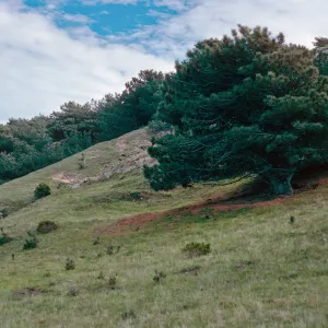 Torrey Pines, Santa Rosa Island