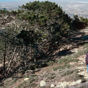 Pinus remorata, ridge North Black Mountain, Santa Rosa Island