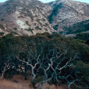 Quercus dumosa, just South of campground, Water Canyon, Santa Rosa Island