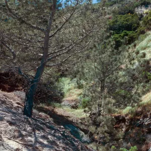 Torrey Pines, Beechers Bay, Santa Rosa Island