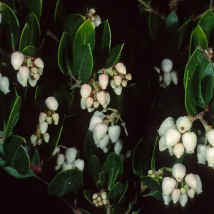 Arctostaphylos (Manzanita), Santa Barbara Botanic Garden