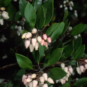 Arctostaphylos (Manzanita), Santa Barbara Botanic Garden