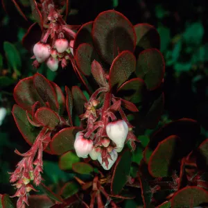 Arctostaphylos (Manzanita), Porter Trail, Santa Barbara Botanic Garden