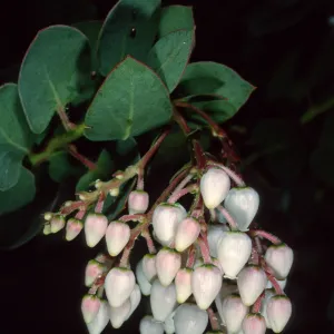 Arctostaphylos (Manzanita), Santa Barbara Botanic Garden