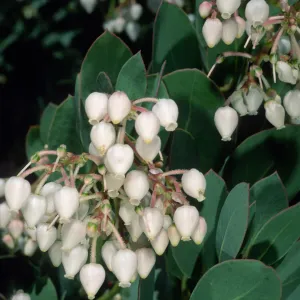 Arctostaphylos (Manzanita), Santa Barbara Botanic Garden