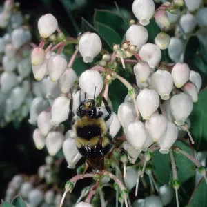 Arctostaphylos (Manzanita) w/Bumble Bee, Santa Barbara Botanic Garden
