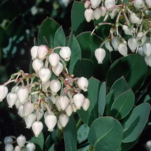 Arctostaphylos (Manzanita), Santa Barbara Botanic Garden