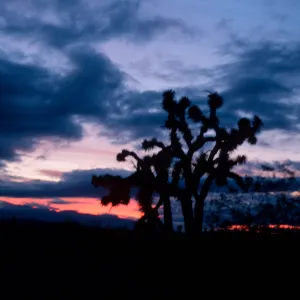 Joshua Tree - Yucca brevifolia, Palmdale Highway