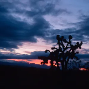 Joshua Tree - Yucca brevifolia, Palmdale Highway