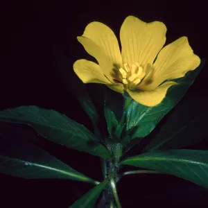 Jussiaea, Santa Barbara Botanic Garden