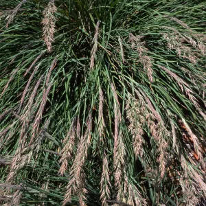 Santa Barbara Botanic Garden