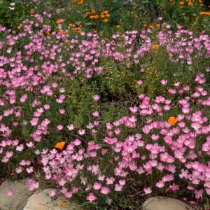 Clarkia, Santa Barbara Botanic Garden