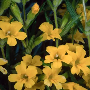 Mimulus, Santa Barbara Botanic Garden