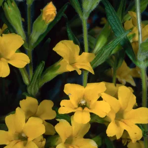 Mimulus, Santa Barbara Botanic Garden