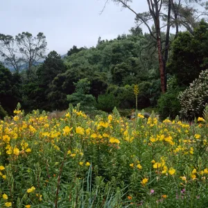 Aesculus (Buckeye), Agave (Century Plant), Denothera, meadow, Santa Barbara Botanic Garden