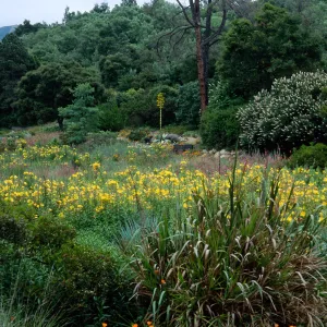 Aesculus (Buckeye), Agave (Century Plant), Oenothera, meadow, Santa Barbara Botanic Garden