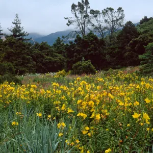 Oenothera, meadow, Santa Barbara Botanic Garden