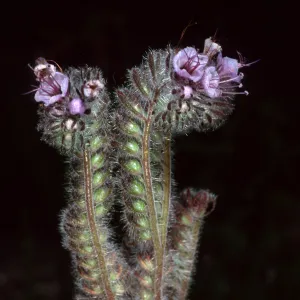 Phacelia, Santa Barbara Botanic Garden