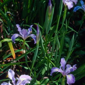 Iris douglasiana, Santa Barbara Botanic Garden