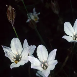 Triteleia hyacinthina, Santa Barbara Botanic Garden