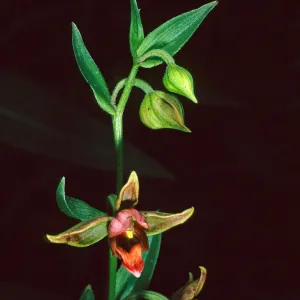 Epipactis gigantea, Arroyo Section, Santa Barbara Botanic Garden
