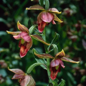 Epipactis gigantea, Arroyo Section, Santa Barbara Botanic Garden