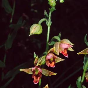 Epipactis gigantea, Arroyo Section, Santa Barbara Botanic Garden