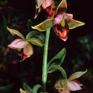 Epipactis gigantea, Arroyo Section, Santa Barbara Botanic Garden