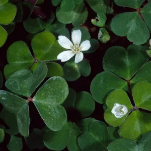 Oxalis oregana, Arroyo Section, Santa Barbara Botanic Garden