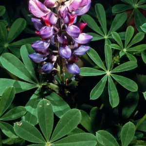 Lupinus succulentus, Santa Barbara Botanic Garden